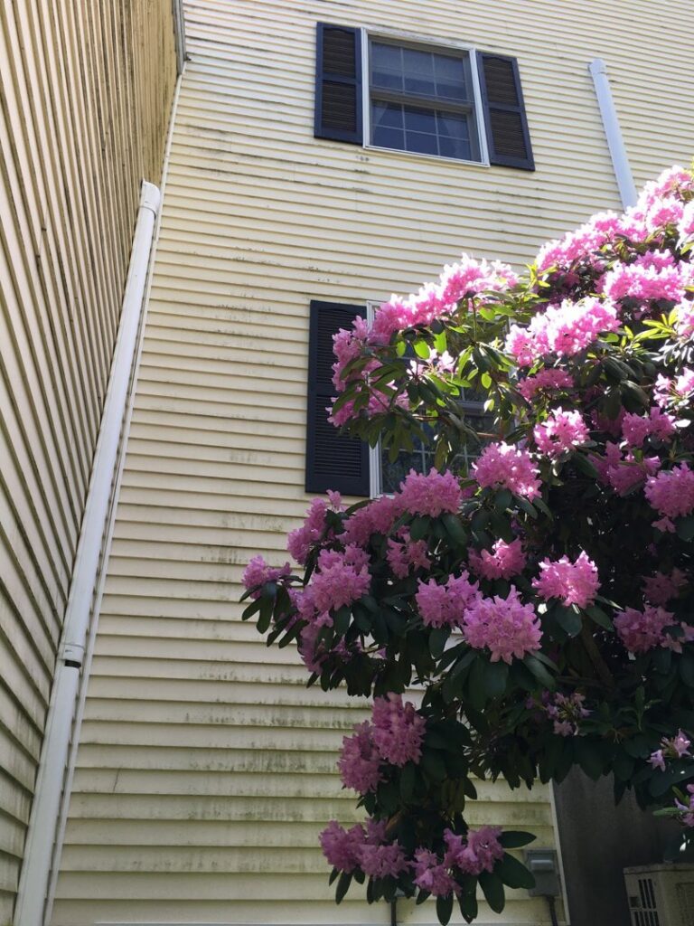 Dirty house siding covered in mildew, indicating a need for cleaning by Infinity Maintenance Services, Inc. in Brattleboro, VT.