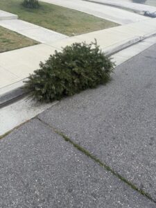 A discarded Christmas tree left on the curb for removal by Kern County Junk Removal in Bakersfield, CA.