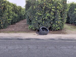 A discarded tire and other trash found next to an orchard, indicating a cleanup job for Valley Haul Off LLC in Visalia, CA.