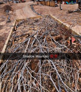 A Bin Suave LLC dumpster trailer filled with tree branches and brush for removal in Espanola, NM.