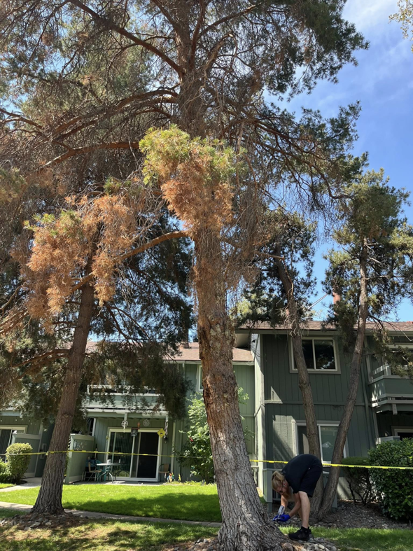 A large pine tree with many dead branches, indicating a need for removal or extensive pruning by Reno Tree Service in Reno, NV