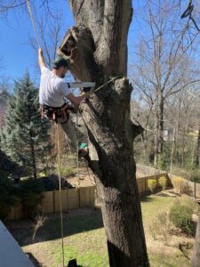 A large fallen tree resting on a residential deck, requiring emergency tree removal by Jarvis Tree Experts in Sandy Springs, GA.