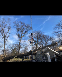 Emergency tree removal in progress, clearing a large fallen tree from a house by Arbor barber tree service in Lakeville, MN.