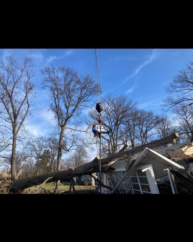 Emergency tree removal in progress, clearing a large fallen tree from a house by Arbor barber tree service in Lakeville, MN.