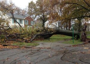 A large fallen tree in a residential yard, showing emergency tree removal needs for Des Moines Professional Tree Trimming Services in West Des Moines, IA.