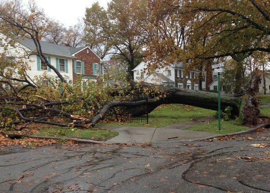 A large fallen tree in a residential yard, showing emergency tree removal needs for Des Moines Professional Tree Trimming Services in West Des Moines, IA.