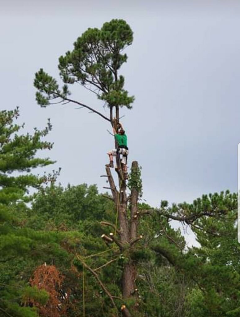 A tree service worker on a roof, secured by ropes, performing emergency tree removal after a tree fell on a house for King's Tree Service LLC in Winfield, MO.