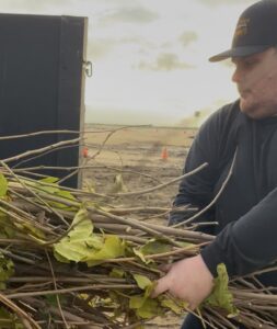 An employee hauling a large bundle of tree branches and yard debris for Kern County Junk Removal in Bakersfield, CA.
