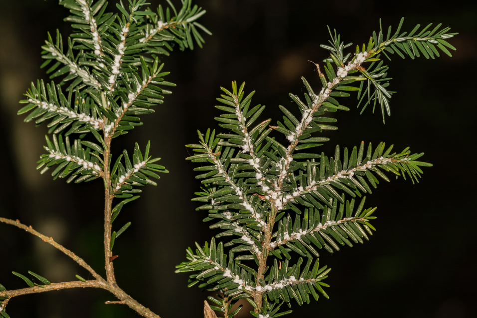 Close-up of evergreen branches showing a pest infestation, a common issue addressed by Monster Tree Service of Southwest Denver in Lakewood, CO.