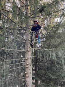 An arborist climbing an evergreen tree with a chainsaw for removal by EK Tree Service in Lancaster, PA.