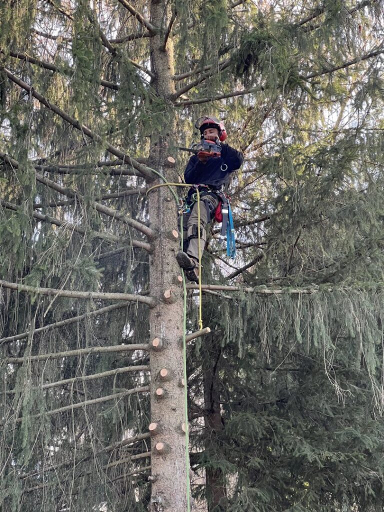 An arborist climbing an evergreen tree with a chainsaw for removal by EK Tree Service in Lancaster, PA.