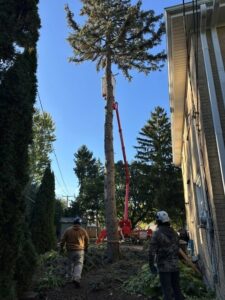 Wildwood Tree Service crew removing a tall evergreen tree next to a house using a bucket lift and a spider lift in Elgin, IL.