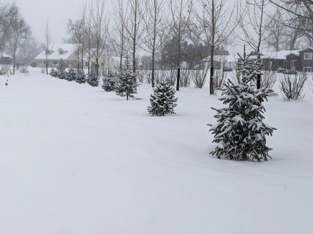 A row of evergreen trees planted in a snowy landscape by Tree Rows 4 U in Bismarck, ND.