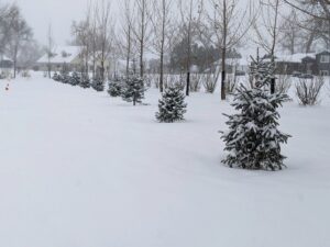 A row of evergreen trees planted in a snowy landscape by Tree Rows 4 U in Bismarck, ND.