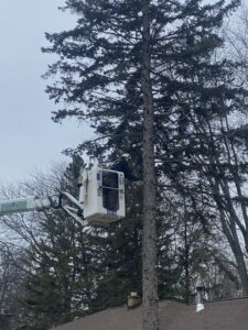 A tree service worker in a bucket trimming a tall evergreen tree for Cutting Edge Tree Service in Racine, WI.