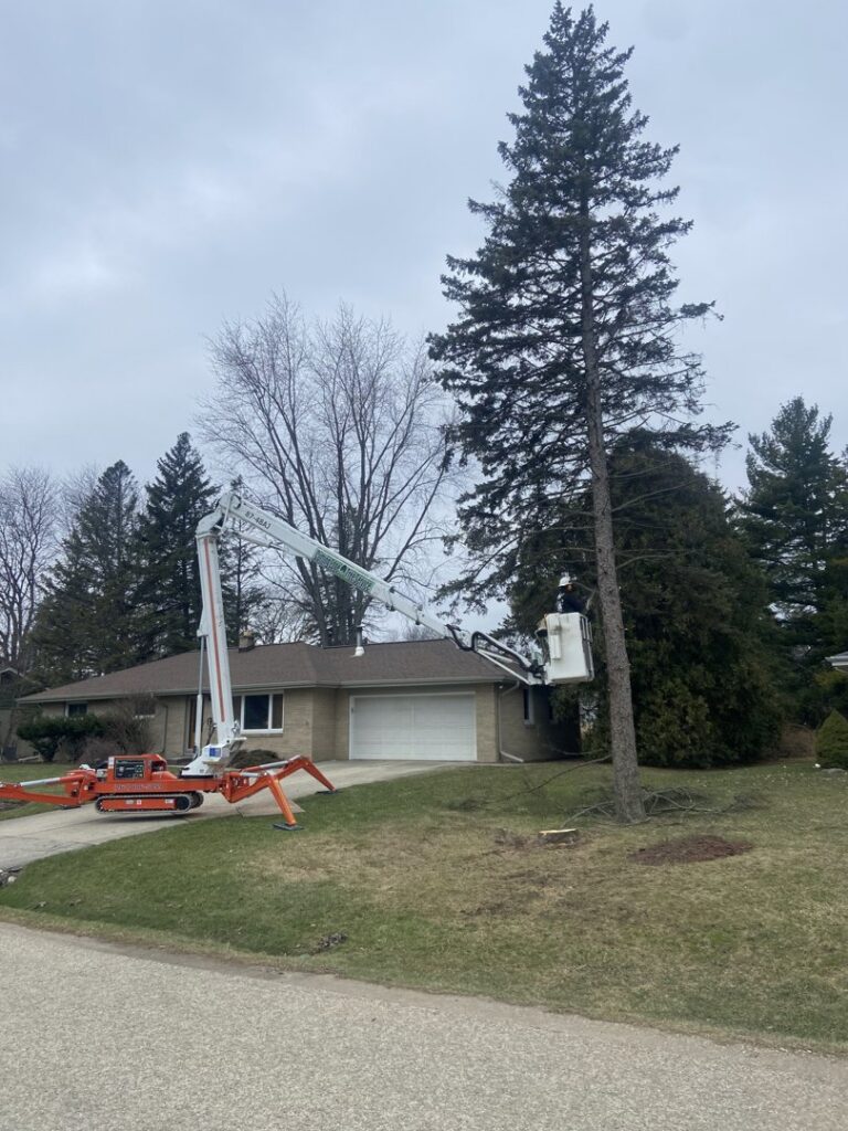A tree service worker using a spider lift to trim a tall evergreen tree in front of a house by Cutting Edge Tree Service in Racine, WI.