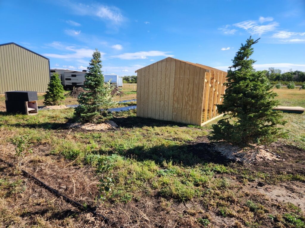 Evergreen trees newly planted next to a partially constructed shed by Tree Rows 4 U in Bismarck, ND.