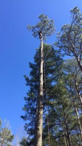An excavator pulling a large tree stump and roots from the ground, performed by Tree service Rigoberto peraza in Atlanta, GA.