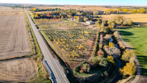 An expansive aerial view of a tree nursery with neatly arranged rows of trees by Hartington Tree in Yankton, SD.