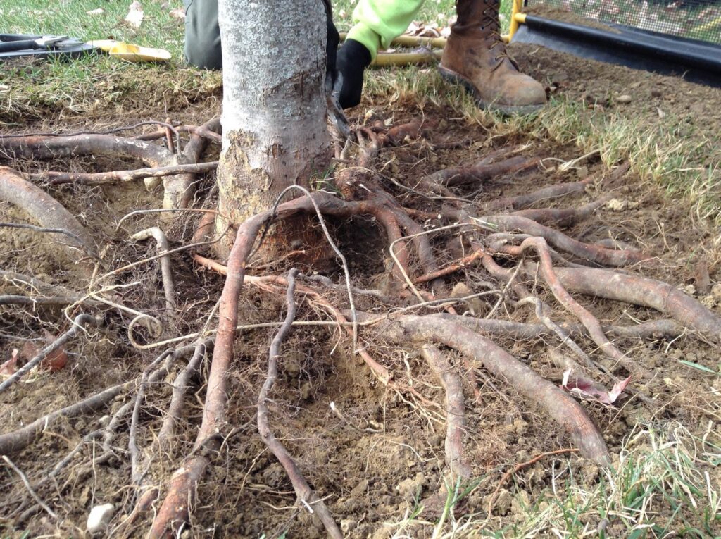 Close-up of exposed tree roots, indicating root care or inspection by Arborscape Tree Care in Ankeny, IA.
