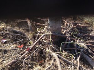 Exposed tree roots with yellow ties, indicating root treatment or care by Arborscape Tree Care in Ankeny, IA.
