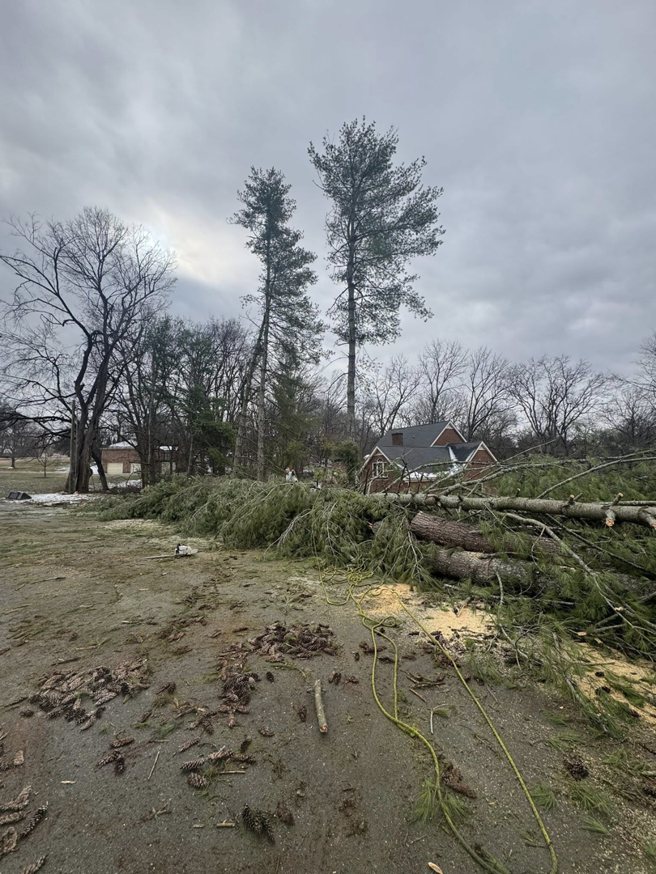 Extensive tree removal work with logs and branches covering the ground by B&D Tree Service and Landscaping in Dallas, TX.