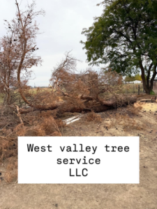 Fallen dead tree branches and trunks on the ground after clearing by West Valley Tree Service LLC in Yakima, WA.
