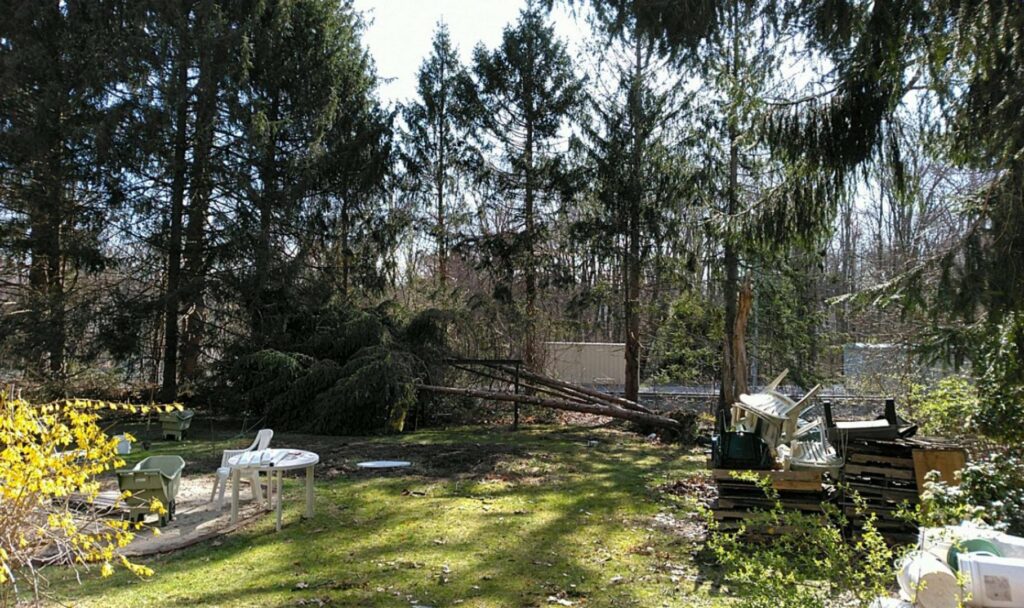 Fallen evergreen trees in a backyard, indicating storm cleanup or tree removal by Roman Tree Services LLC in Cambridge, MA.