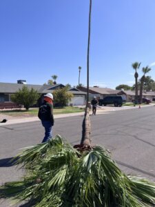 A recently removed palm tree trunk lying on the street after service by Tempe Tree Service Pros in Tempe, AZ