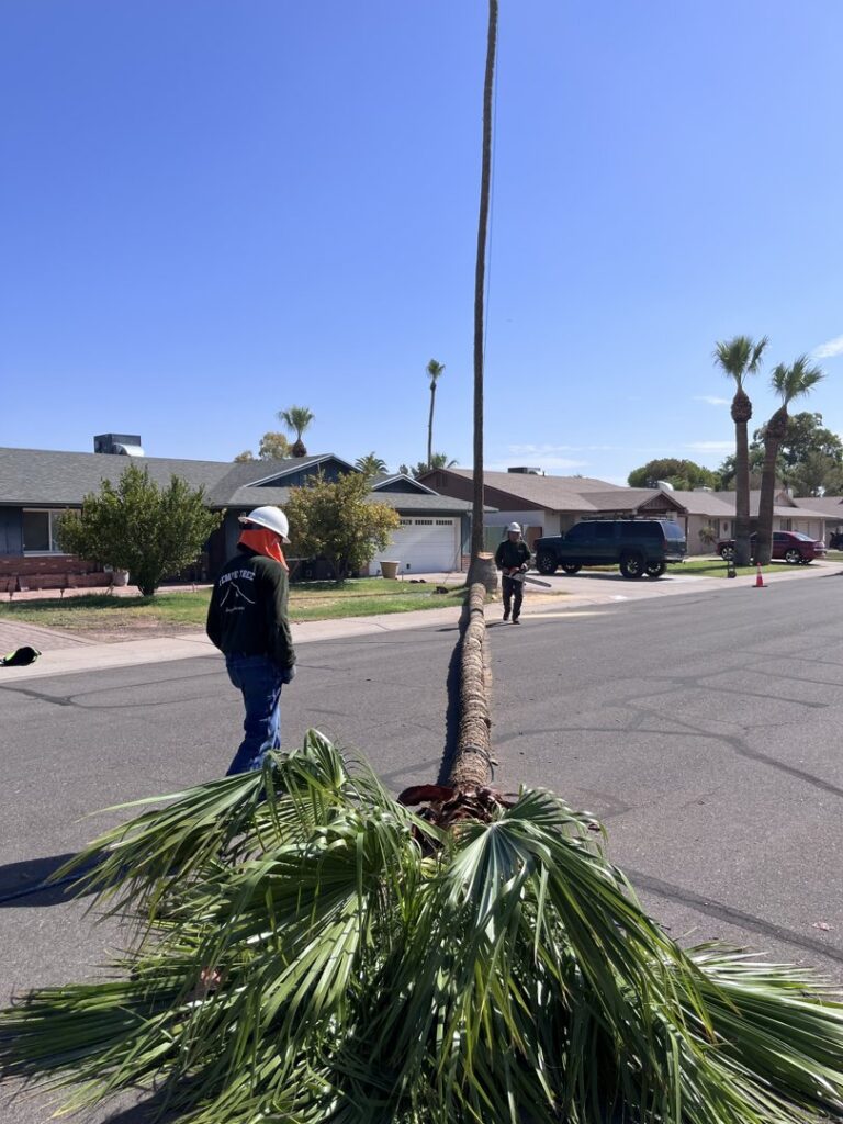 A recently removed palm tree trunk lying on the street after service by Tempe Tree Service Pros in Tempe, AZ