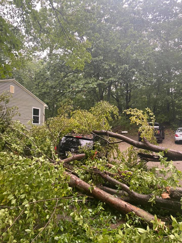 A large fallen tree blocking a driveway, indicating emergency tree removal service by Ty The Tree Guy in Worcester, MA.