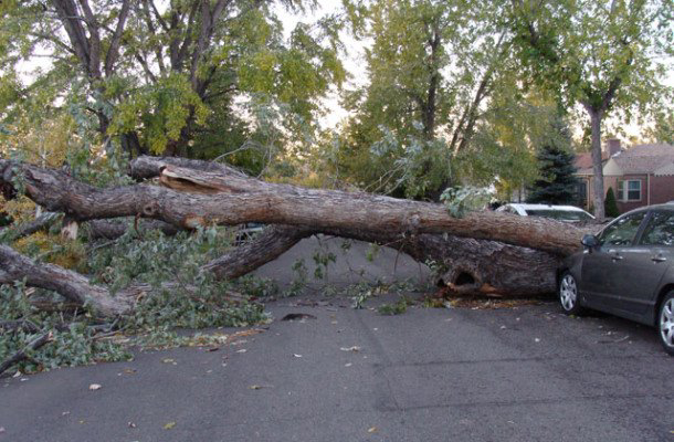 A large fallen tree blocking a street, requiring emergency removal by Tree Medicine Tree Service in Denver, CO.