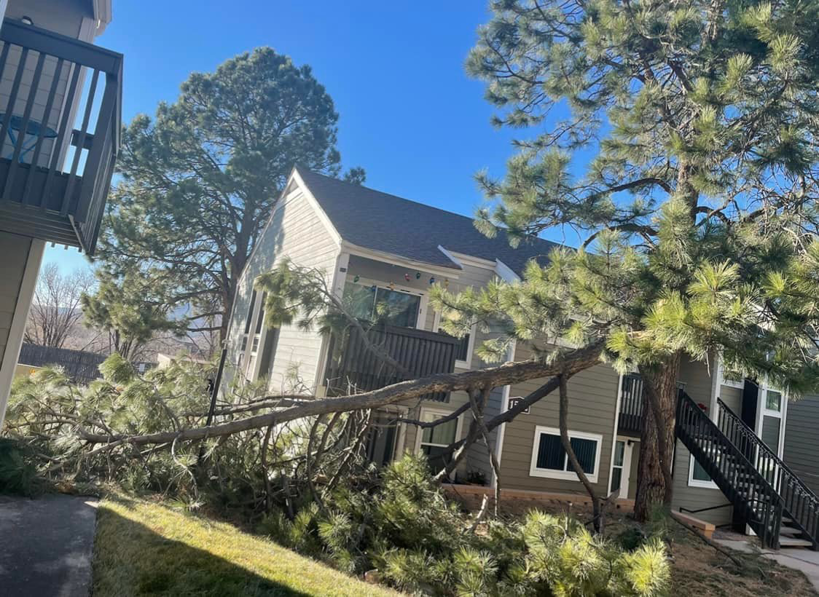 A large fallen tree branch blocking a walkway, indicating storm cleanup by Mountain Men Tree Service in Denver, CO.