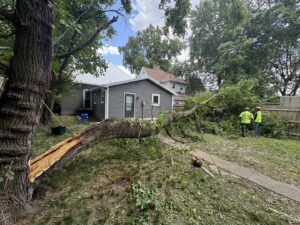 Condados Tree Service LLC crew in Indianapolis, IN, cleaning up a large fallen tree branch after storm damage.