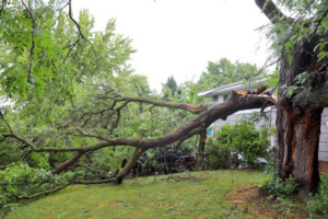 A large tree branch fallen on a house, indicating emergency tree removal services by Carolina Property Solution and Tree Service in Concord, NC.
