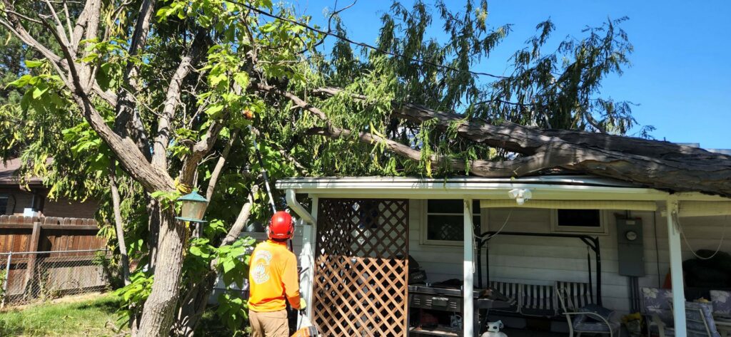 A large fallen tree branch on a house roof, being assessed for cleanup by Riverdale Tree Services in Northglenn, CO.