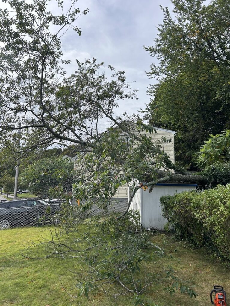 A large tree branch fallen onto a shed with a chainsaw, showing storm damage cleanup by JR Mendez Tree Services and Masonry LLC in Lynn, MA.