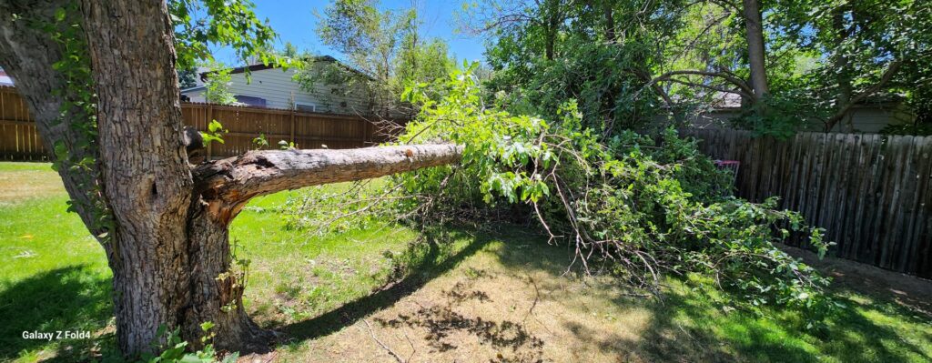 A large fallen tree branch in a backyard, indicating storm damage cleanup by DelaRosa Tree Service LLC in Denver, CO.