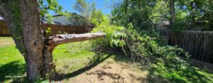 A large fallen tree branch in a backyard, indicating storm damage cleanup by DelaRosa Tree Service LLC in Denver, CO.