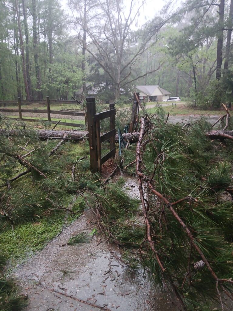 Fallen tree branches blocking a gate and path, indicating storm cleanup work for Miller's Tree Service in Tallahassee, FL.