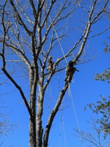 Fallen tree branches on a road with a chainsaw, indicating storm cleanup or tree removal by Trinity Tree Service in Cumming, GA.
