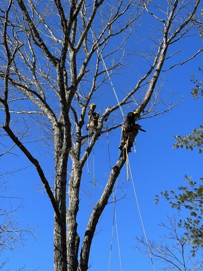 Fallen tree branches on a road with a chainsaw, indicating storm cleanup or tree removal by Trinity Tree Service in Cumming, GA.