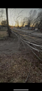 Fallen tree branches on the ground, ready for cleanup by Castle Tree Service in Conway, AR.