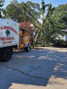 A large fallen tree being processed by a wood chipper during a cleanup operation by Mike's Professional Tree Service in Coventry, RI.