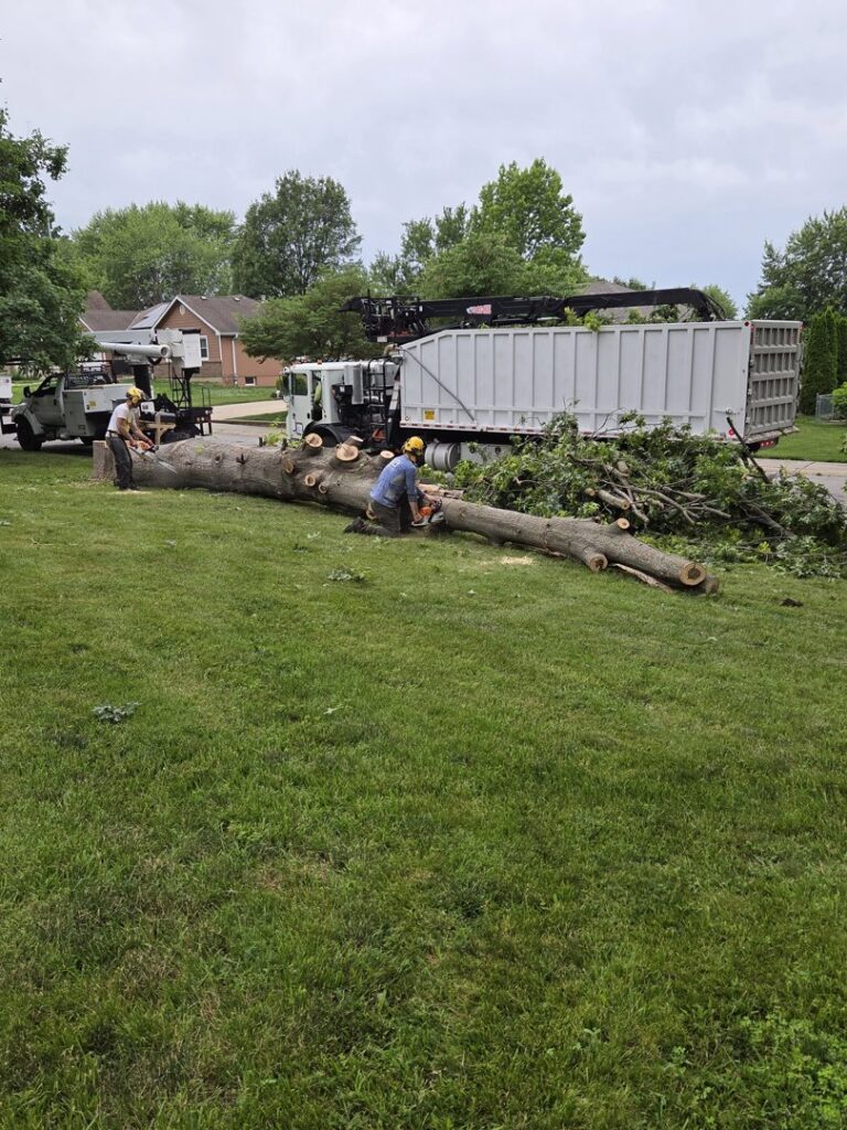 Two workers using chainsaws to cut a large fallen tree trunk into sections, with a chipper truck in the background, by Happy Lemon Tree Service in Belton, MO.