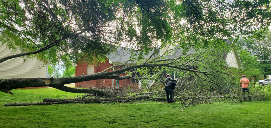 Two workers cutting and clearing a large fallen tree in a residential yard by Chris's Tree Service in Hazel Green, AL