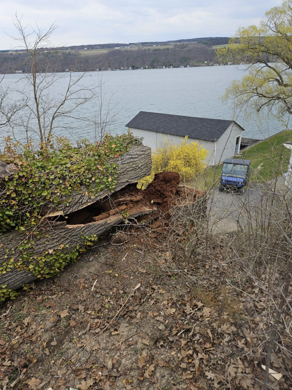 A large fallen tree trunk requiring cleanup by McGee's Tree Service LLC in Rochester, NY.