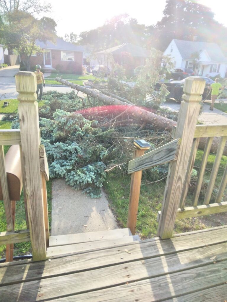Tree service workers cleaning up a large fallen tree and branches for Cassidy & Co. Tree Service in Detroit, MI.