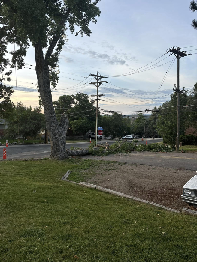 A large fallen tree blocking a road, cleared by Ace Tree Service in Denver, CO.