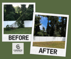 Before and after photos showing fallen tree debris removed from a fence by Carmack Tree and Debris in Clarksville, TN.